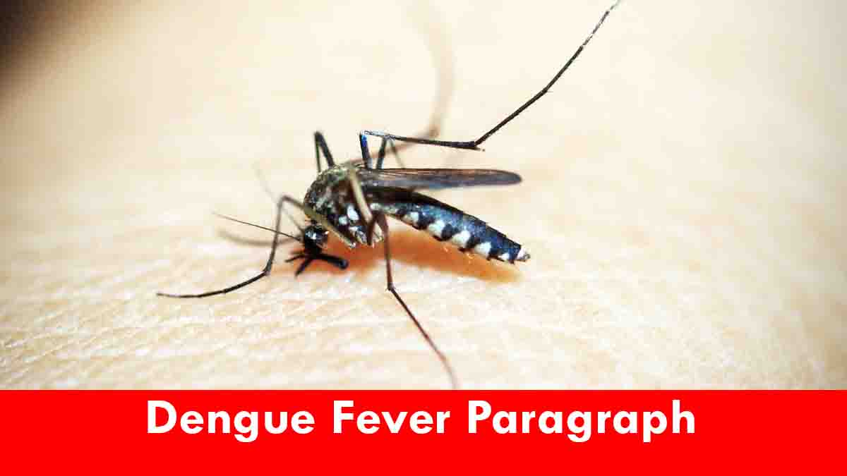 Dengue Fever Paragraph